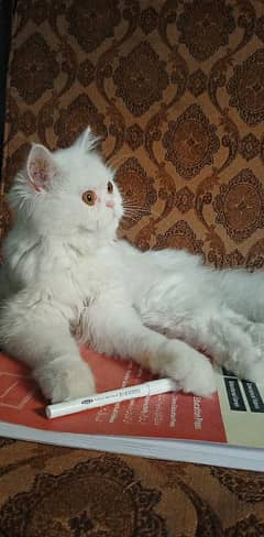 White Persian Kitten Available for Sale in Islamabad