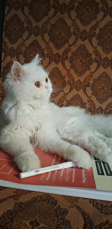 White Persian Kitten Available for Sale in Islamabad 0