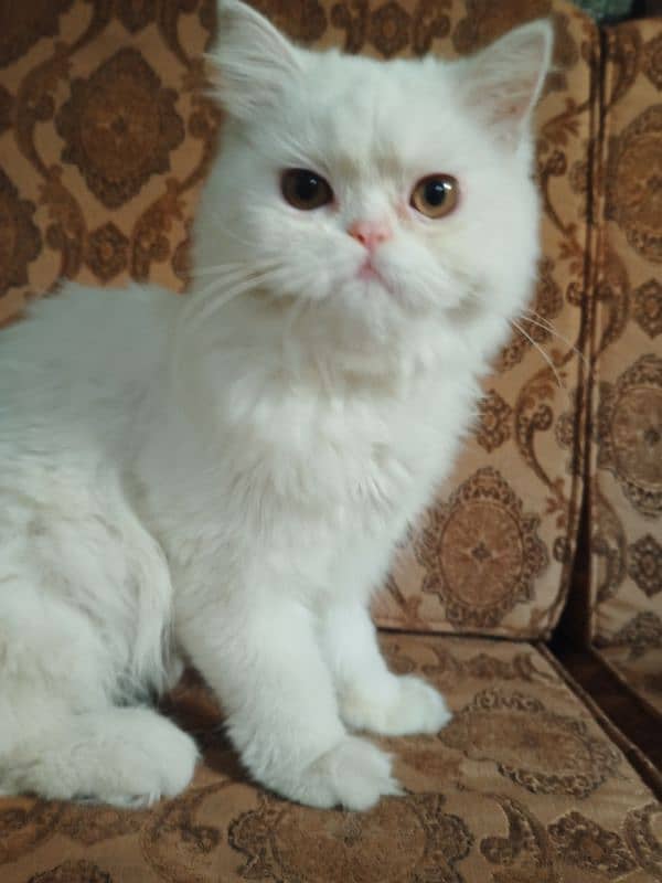 White Persian Kitten Available for Sale in Islamabad 1