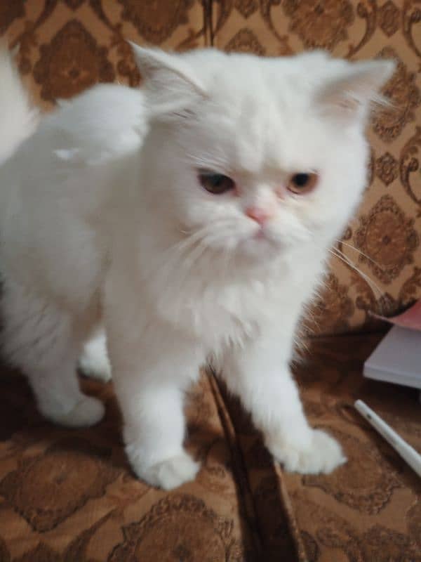 White Persian Kitten Available for Sale in Islamabad 2