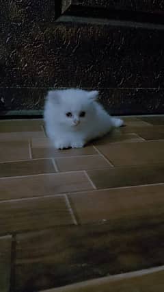 persian cat