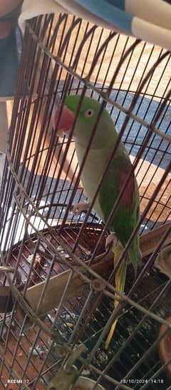 Pahari female age 3 year green colour Talking parrot