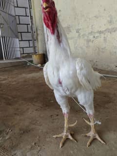 pure aseel big size hen