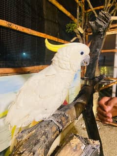 Triton Cockatoo Parrot