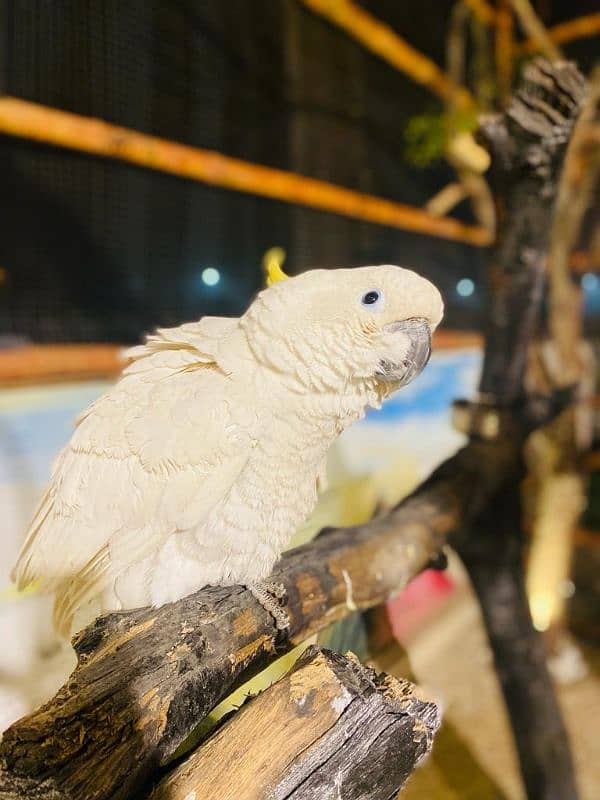 Triton Cockatoo Parrot 1