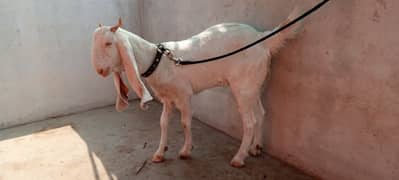 bakri for sale 0