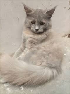 persian kitten pair for sale