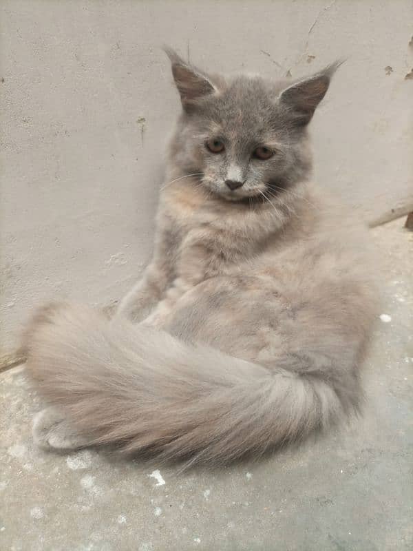 persian kitten pair for sale 1