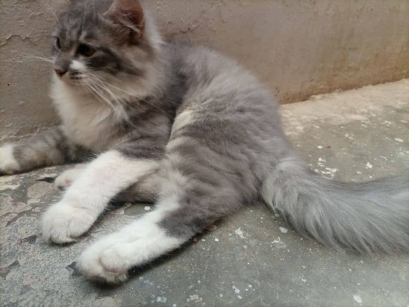 persian kitten pair for sale 3