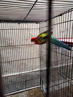 red Rosella breeder male available