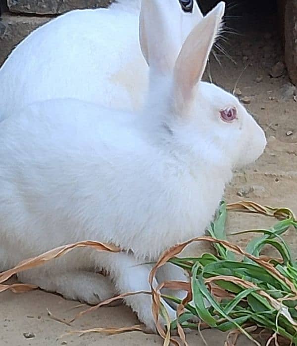 Rabbit for sale or exchange. 1