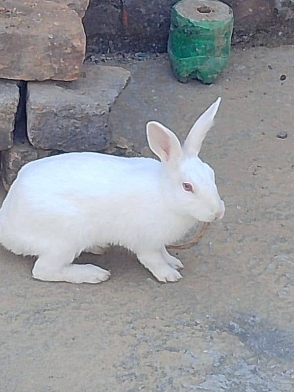 Rabbit for sale or exchange. 3