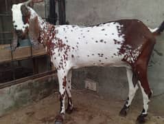 Makhi cheeni and beetal Goat bakri for sale