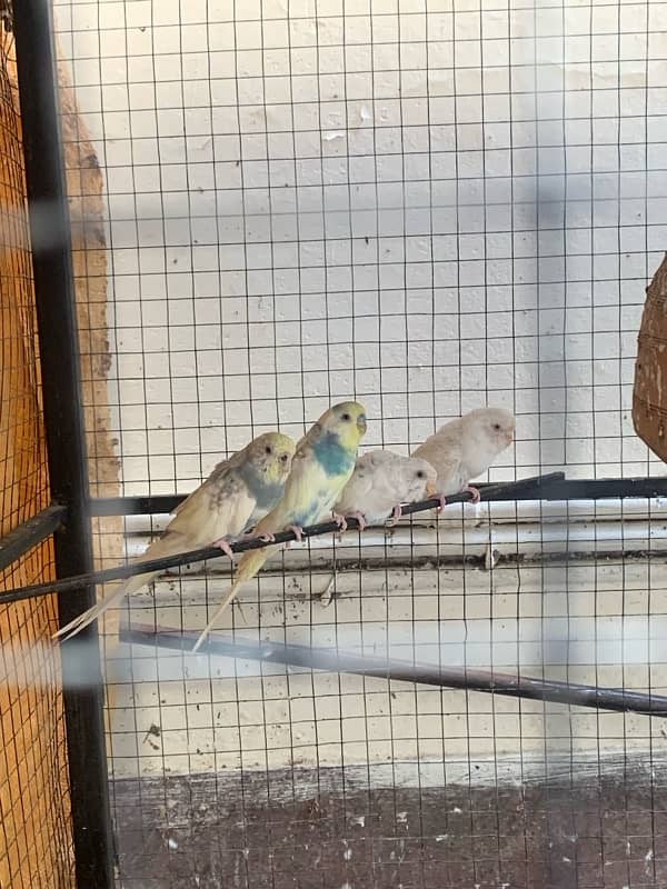 3 pairs red eyes budgies with cage 2