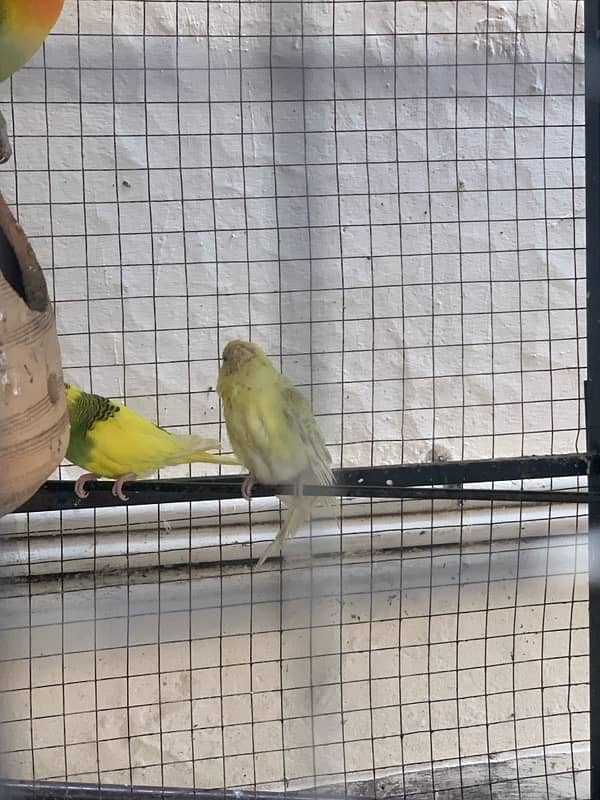 3 pairs red eyes budgies with cage 3