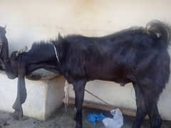 Nawabshah Kamori 2dant breeder