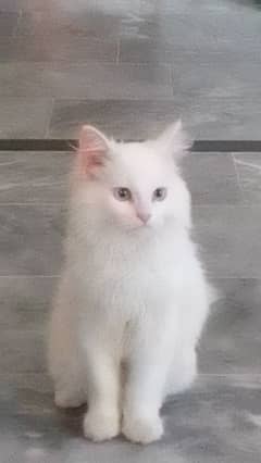 beautiful Persian kitten with blue eyes  for sale