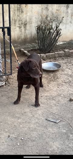 labra male available for stud 0