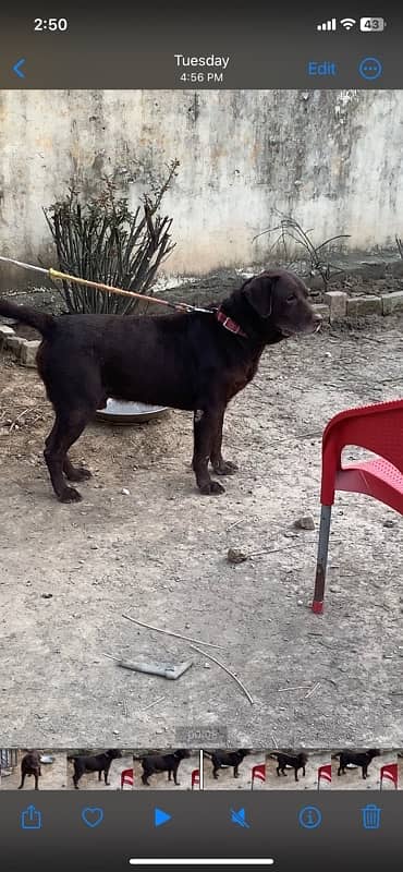 labra male available for stud 1