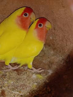 Lovebirds for sale