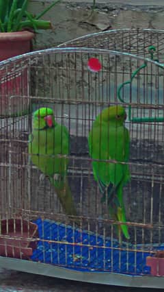 raw parrots