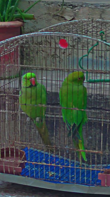 raw parrots 0