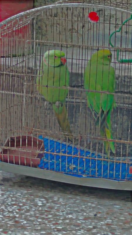 raw parrots 1