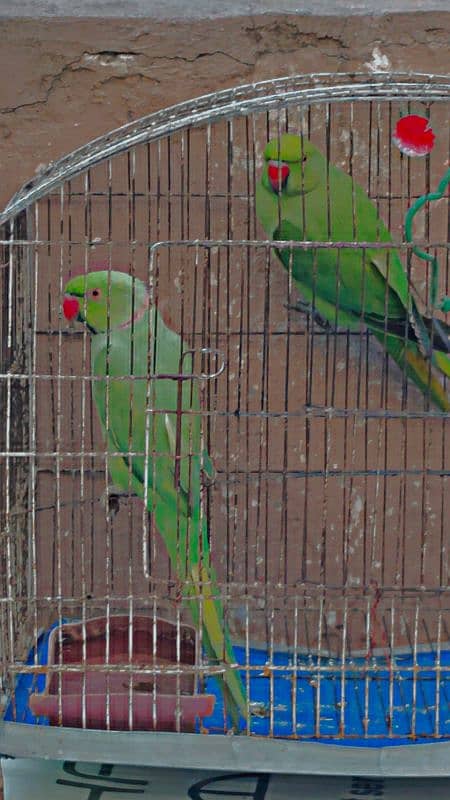 raw parrots 2