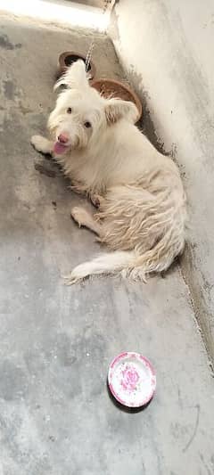 Russian Dog urgent for sale