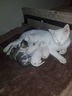 Khao Manee Diamond Eye Cat With 5 Kittens