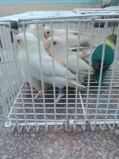 love birds and cages