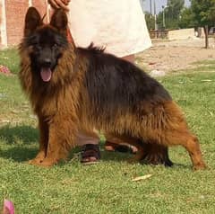 German shepherd proper long coat male 8 month age for sale