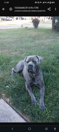 breeder blue cane Corso female available