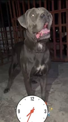 breeder blue cane Corso female available