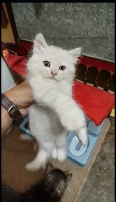 persian cat white and brown colour vaccinated and litter trained 0