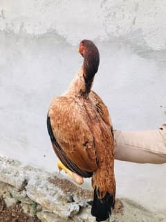 Aseel Hens | Mianwali Aseel | Mianwali Aseel Hens | Hens for sales