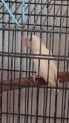 albino black eye split ino into parblue split ino possible blur pair