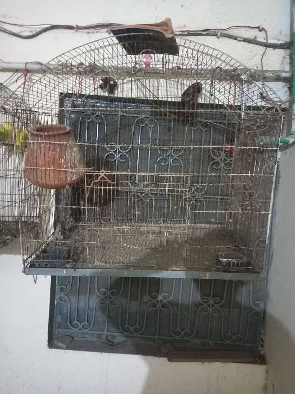 bird cage 2