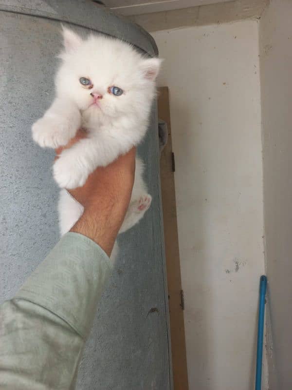 persian female kitten I| persian cat | triple coated |Ipunch face 1