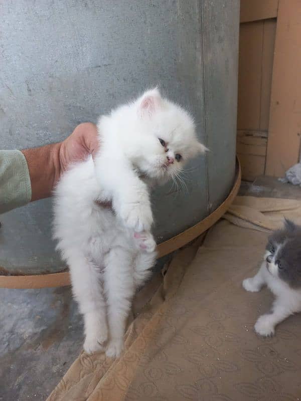 PüRePeRsian kittens" 3