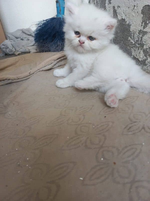 persian female kitten I| persian cat | triple coated |Ipunch face 6