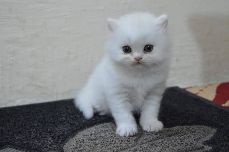 persian female kitten I| persian cat | triple coated |Ipunch face 7