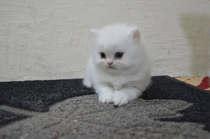 persian female kitten I| persian cat | triple coated |Ipunch face 8