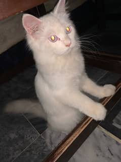 persian cat for sale