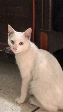 persian white cat