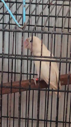 albino black split Ino into parblue split ino possible blue pair