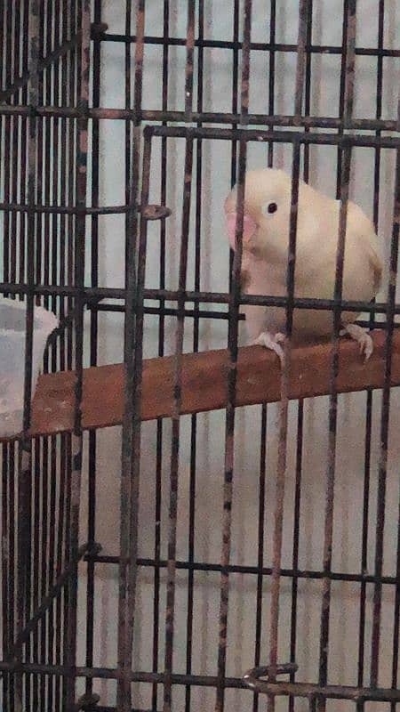 albino black split Ino into parblue split ino possible blue pair 4