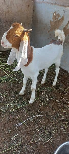 Abluck bakra/ Goats /bakra 1