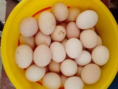 native eggs 0