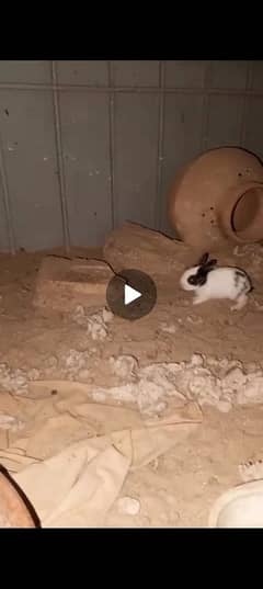 rabbit 2 baby pair for sale active full Ghas kha Rahe hn